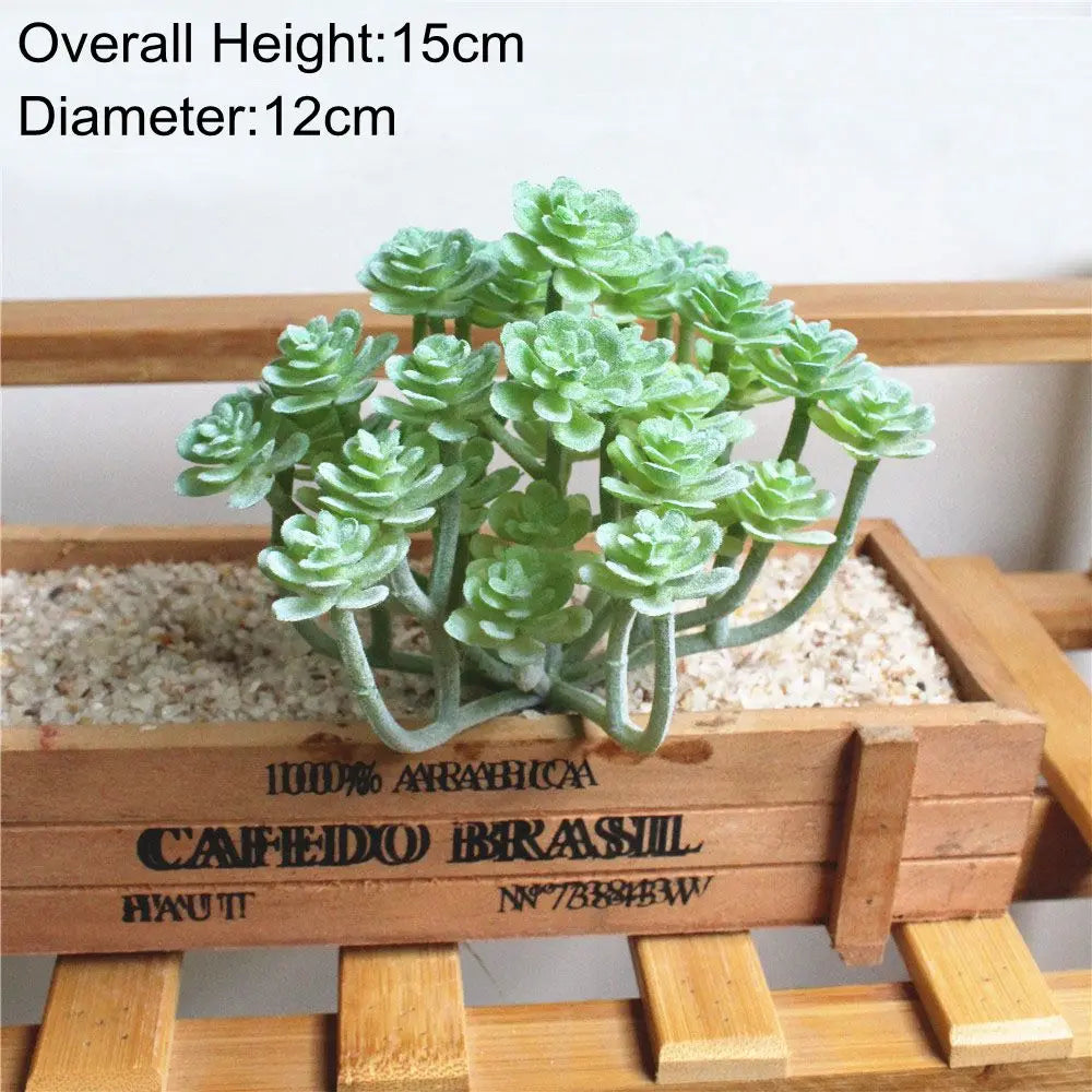A small green succulent plant with 15cm height and 12cm diameter displayed in a wooden planter box.