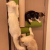 Self-Adhesive Wall-Mounted Cat Scratching Post
