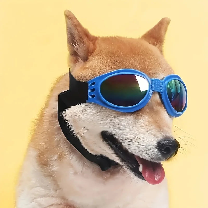 A Shiba Inu dog wearing blue collapsible sunglasses with adjustable black straps.
