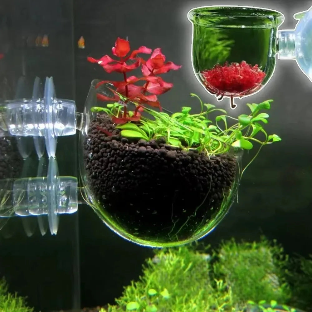 A clear acrylic aquarium plant holder containing red and green aquatic plants.