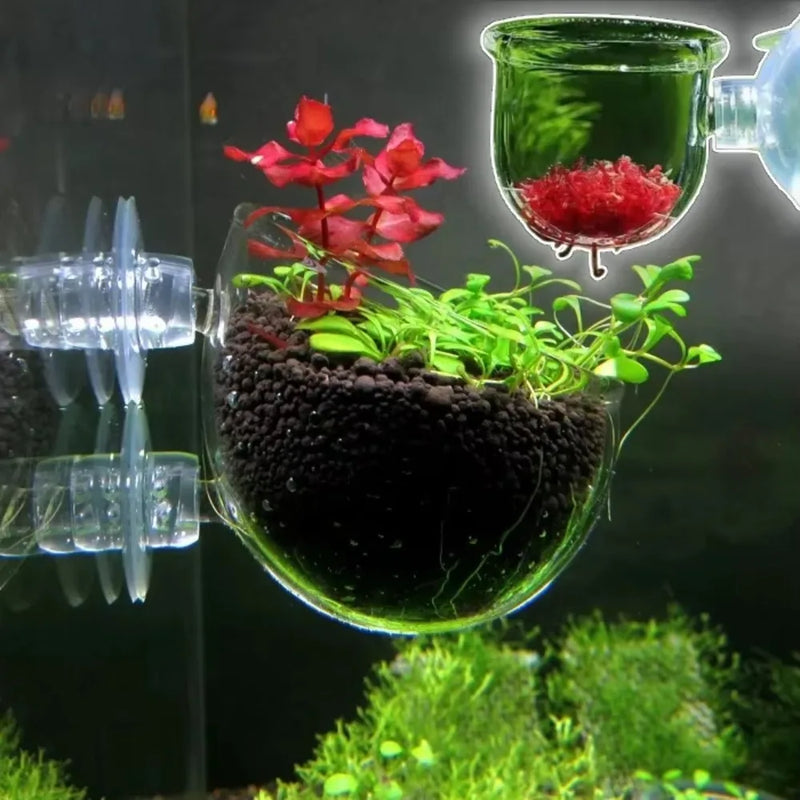 Support de Plantes Aquatiques en Acrylique Transparent
