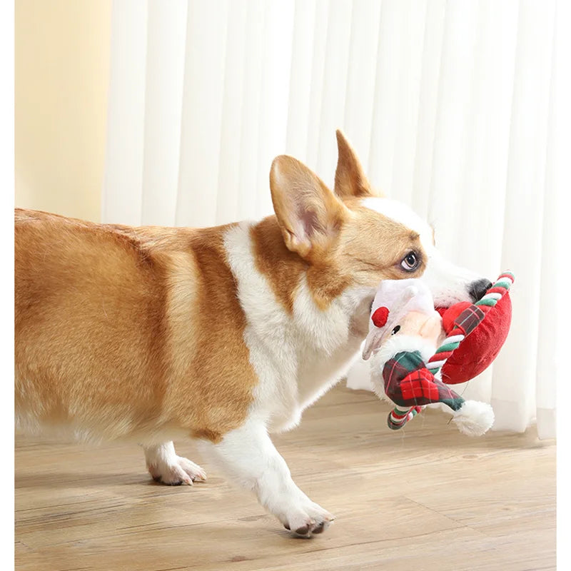 A brown and white dog is interacting with a plush squeak toy shaped like Santa.