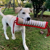 A light-colored dog is holding a red and beige jute tug toy for training in a grassy outdoor setting.