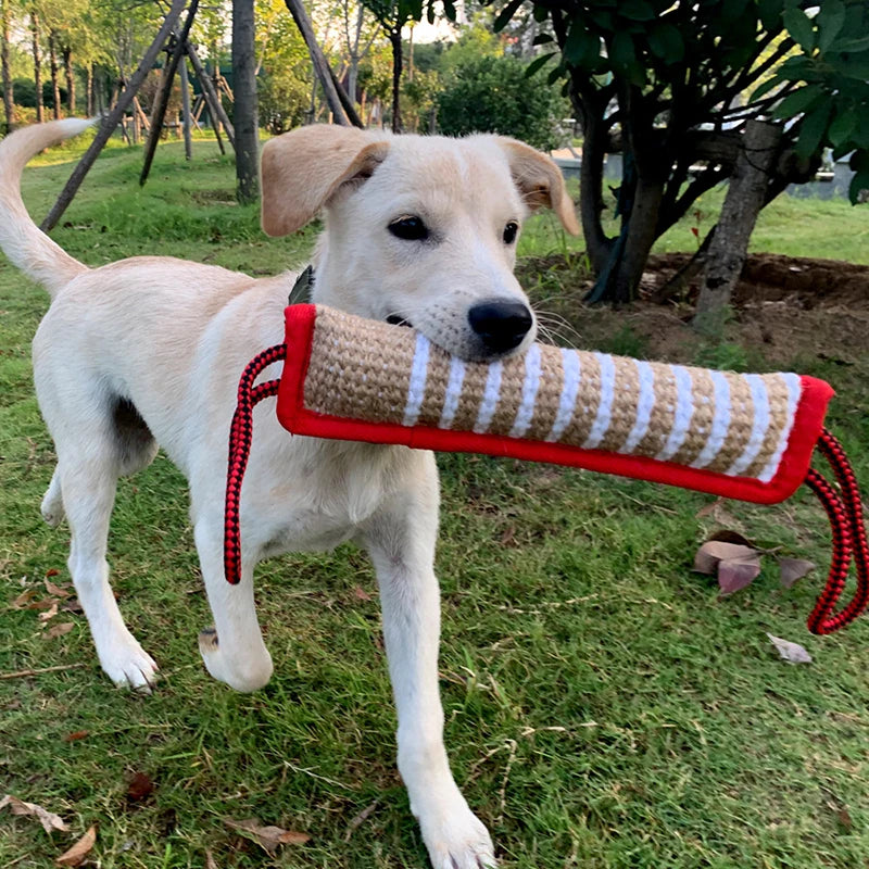A light-colored dog is holding a red and beige jute tug toy for training in a grassy outdoor setting.
