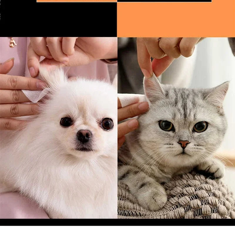A close-up of a fluffy white dog and a gray cat being gently held by human hands.