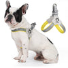A white and black bulldog wearing a light gray harness for dog walking.