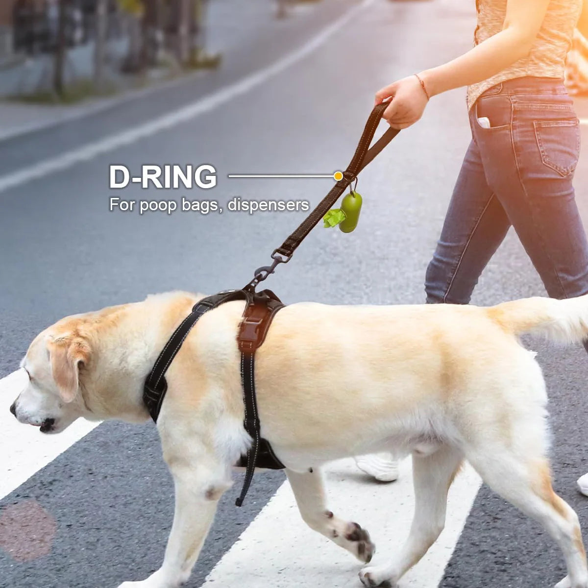A light-colored dog is walking on a road with a black D-ring leash attached to its collar.