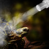 4L Ultrasonic Reptile Terrarium Humidifier with Humidistat and Timer