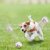 A small dog is jumping to catch a colorful rubber ball on green grass.