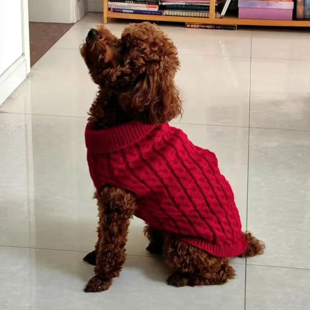 Un chiot brun portant un pull tricoté rouge, debout sur un sol clair.