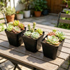 Mini Square Plastic Plant Pots with Drainage Holes for Seed Starting