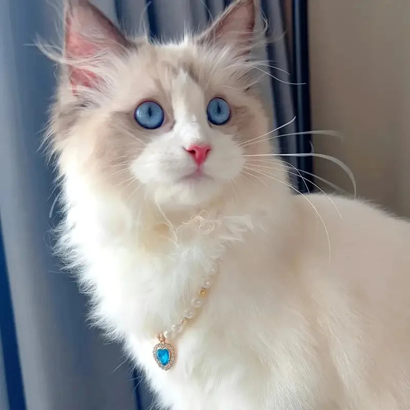 A fluffy white and blue-eyed cat wearing a pearl adjustable collar.