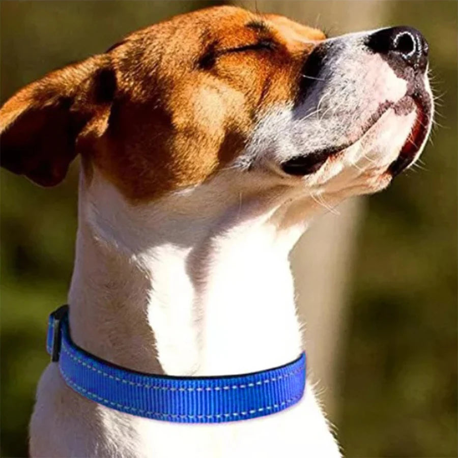 A brown and white dog wearing a blue padded collar with safety stripes.