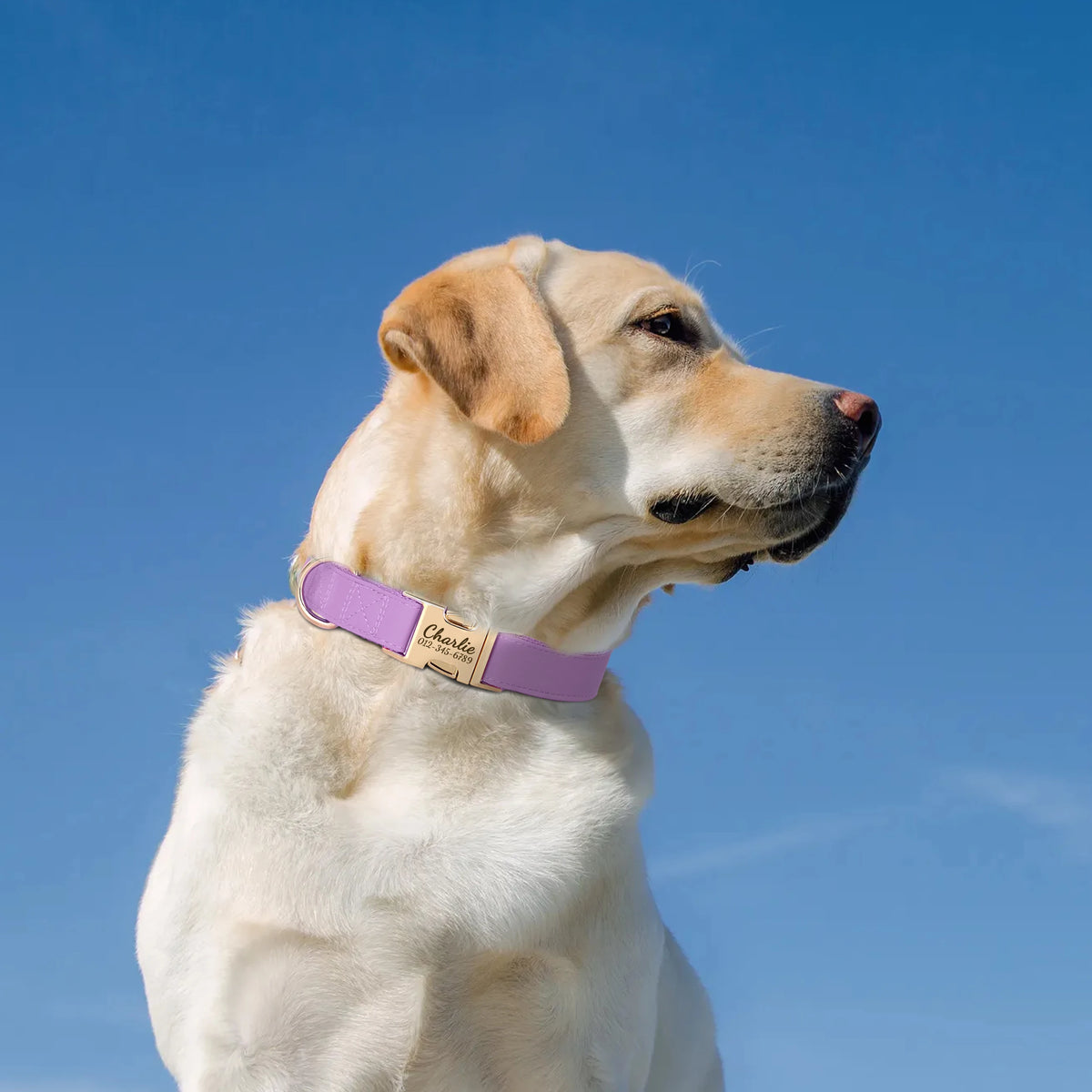 A light-colored dog wearing a purple leather collar with an engraved nameplate against a blue sky.