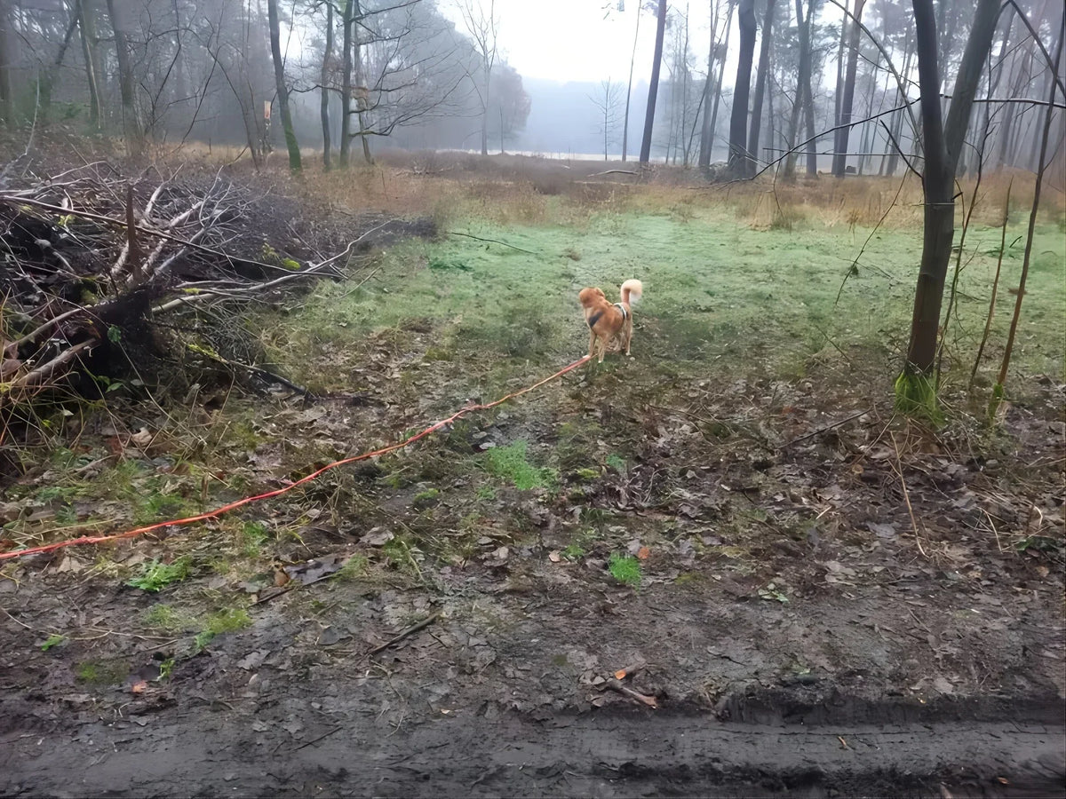 Heavy-Duty Waterproof Dog Leash with Hands-Free Comfort Grip