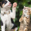 Ein kleiner Welpe und eine Tabby-Kitten schauen zusammen in einer grünen Außenumgebung.