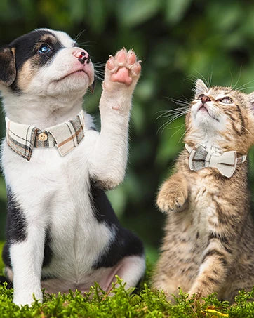 Ein kleiner Welpe und eine Tabby-Kitten schauen zusammen in einer grünen Außenumgebung.