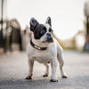 Personalisierte gepolsterte Leder-Hundehalsband mit graviertem Namensschild