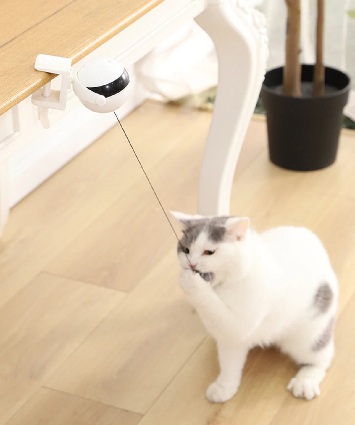 Un chat blanc interagit avec un jouet de levage interactif qui utilise une ficelle pour déplacer une balle tournante.