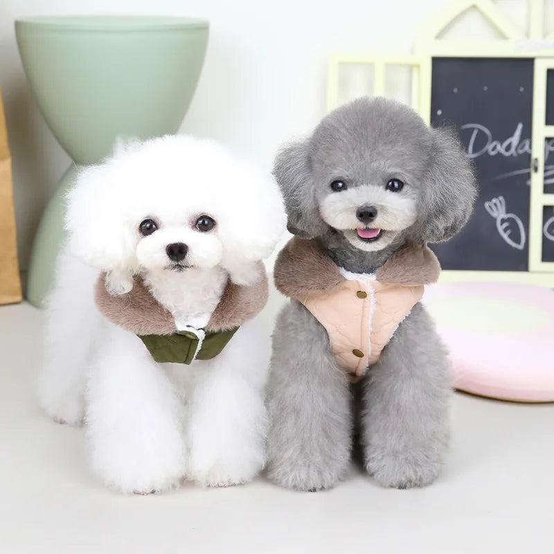 Deux chiens poodles duveteux portant des gilets en polaire et des colliers en fourrure, assis sur une surface blanche.