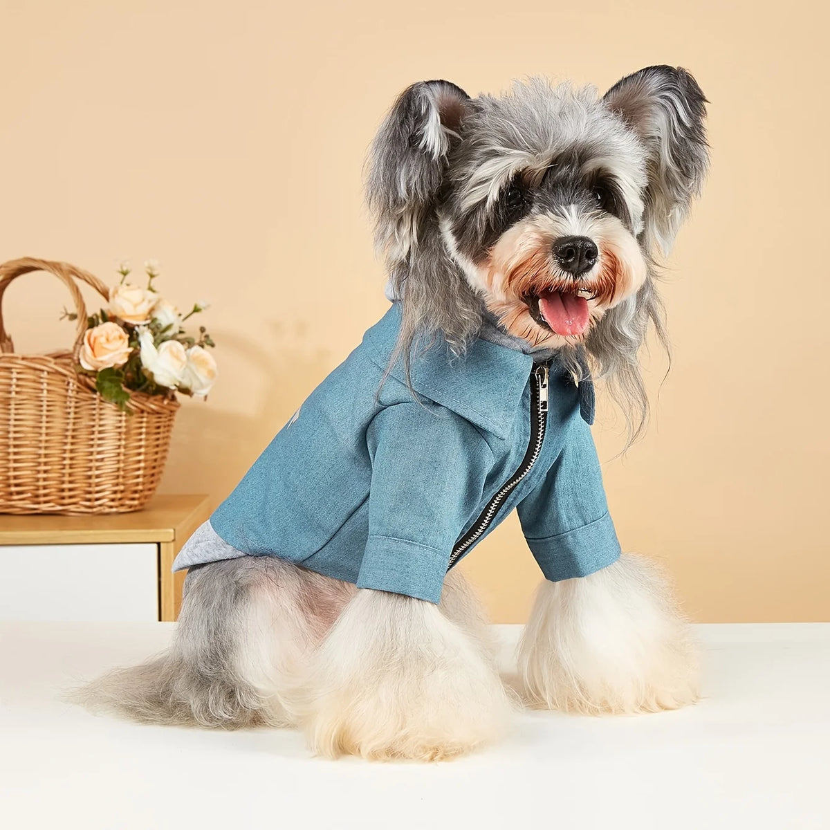 Ein flauschiger grau-weißer Hund trägt einen blauen, gemütlichen Winterpullover und sitzt auf einer hellen Oberfläche.
