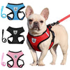A fawn-colored dog wearing a red harness with a patch, shown next to various harnesses and a leash.