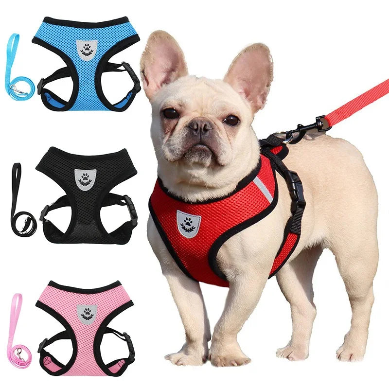 A fawn-colored dog wearing a red harness with a patch, shown next to various harnesses and a leash.