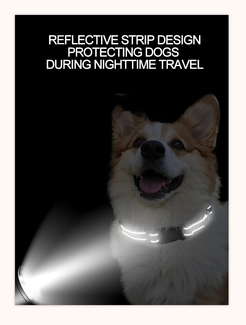 Decorative Nylon Dog Collar with Buckle Closure
