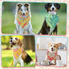 Two dogs wearing colorful paisley bandana scarves outdoors