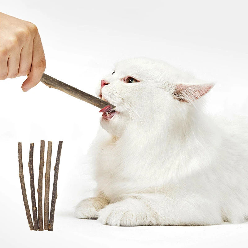 Eine weiße Katze leckt einen natürlichen Holzknochen.