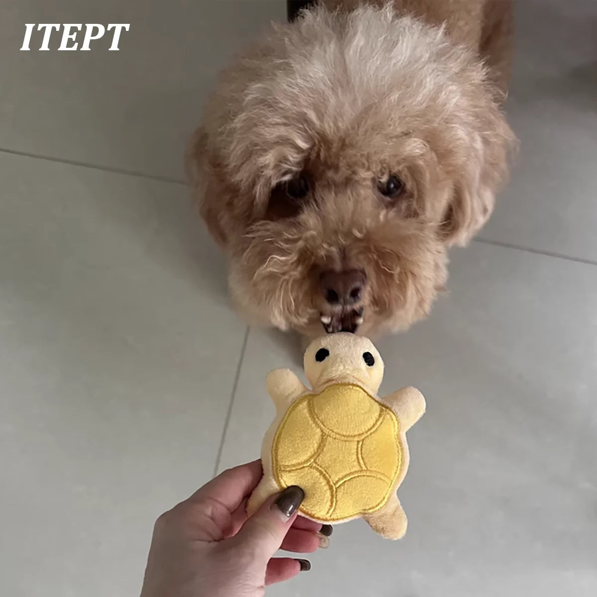 Eine Hand hält ein gelbes Mini-Schildkröten-Tier-Plüschspielzeug zum Quetschspielzeug vor einem hellen Boden.