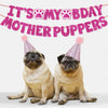 Two English Bulldogs wearing pink party hats celebrating Mother's Day