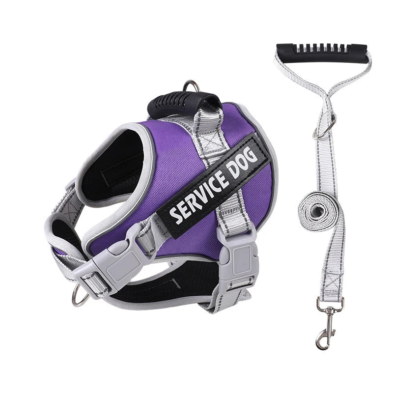 Purple reflective dog harness with silver hardware and a black leash.