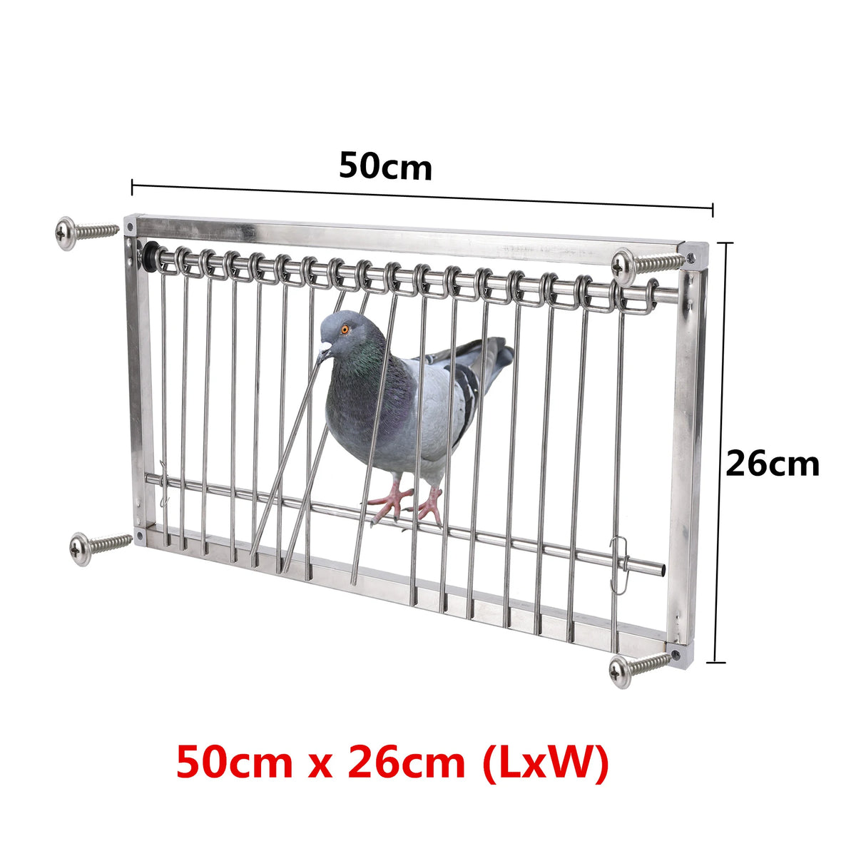 Stainless steel pigeon loft trap door with a bird visible, measuring 50cm by 26cm.