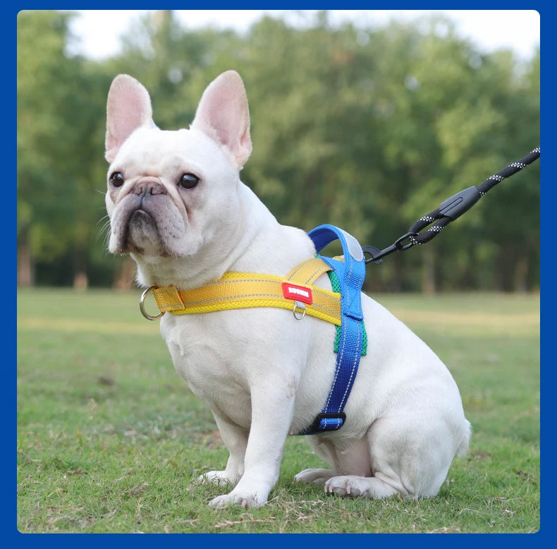 Un bulldog francés blanco con un arnés amarillo y azul caminando sobre césped verde.