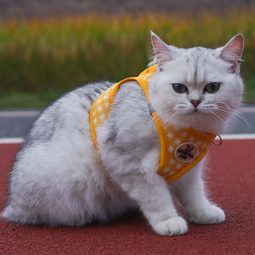 A white cat wearing a yellow plaid pet harness sitting on a red surface.