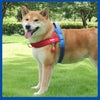 Un perro Shiba Inu marrón claro con un arnés azul y rojo caminando sobre césped verde.