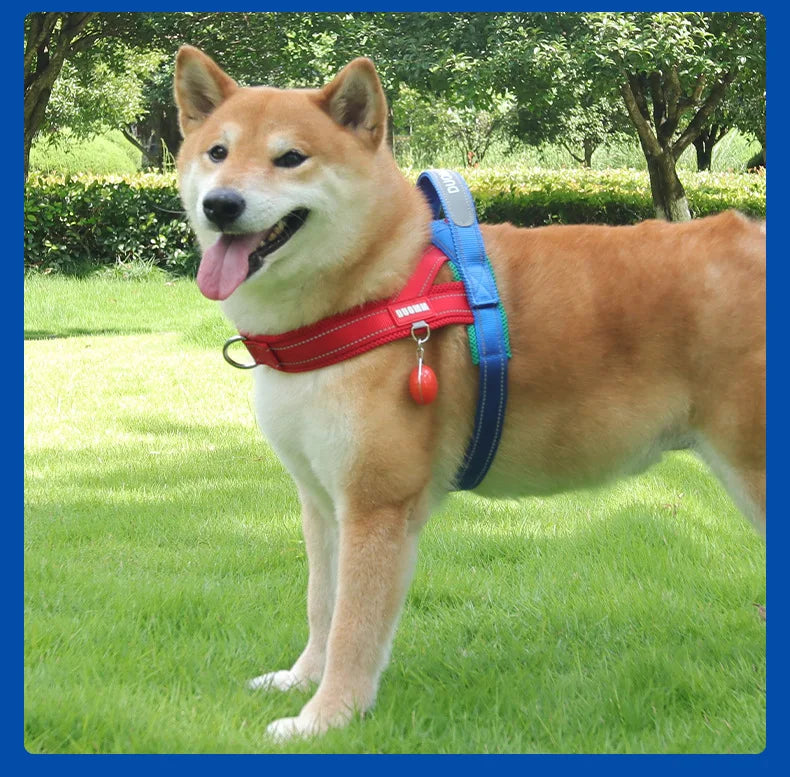 Un perro Shiba Inu marrón claro con un arnés azul y rojo caminando sobre césped verde.