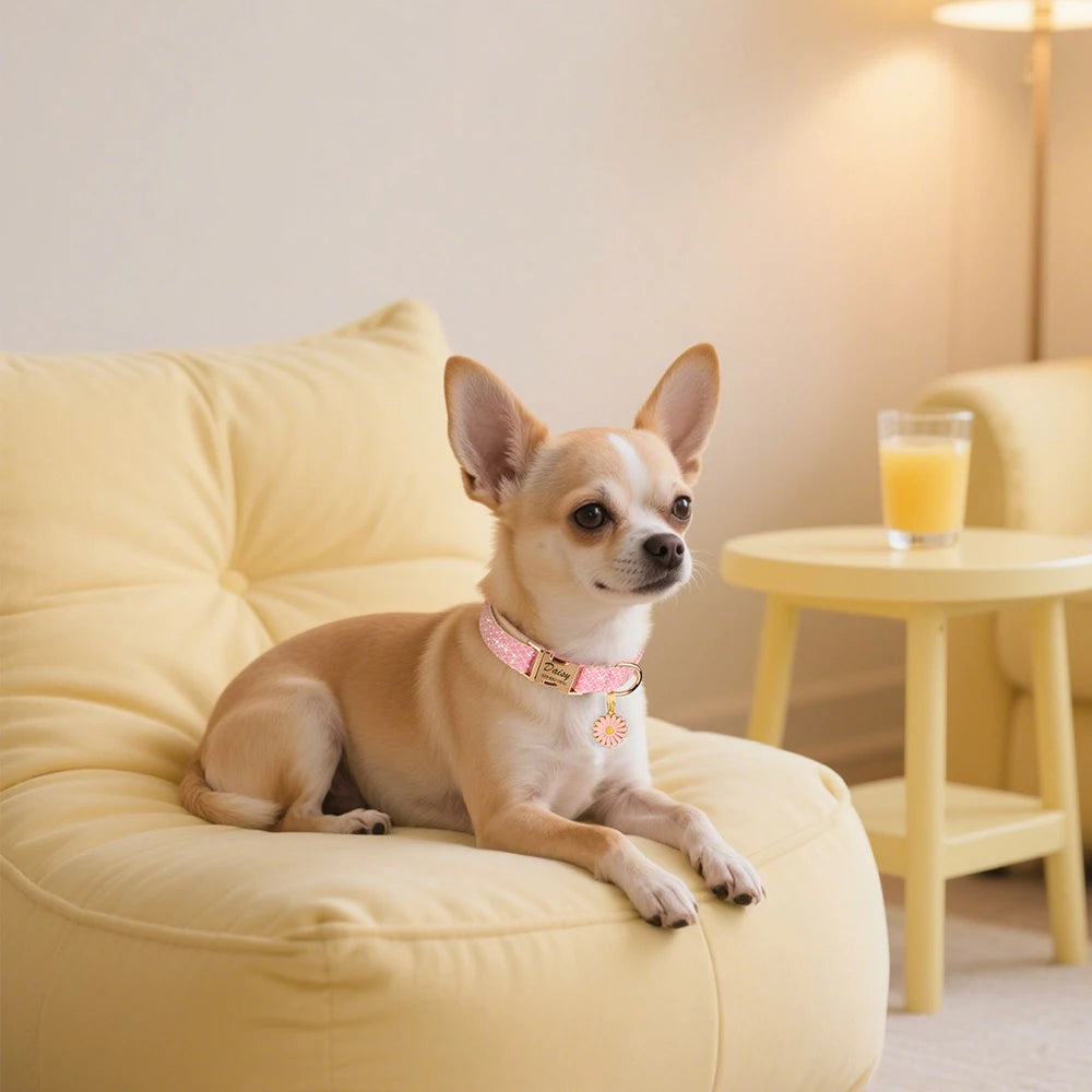 A light brown dog is sitting on a yellow couch wearing a pink collar with an engraved name tag.