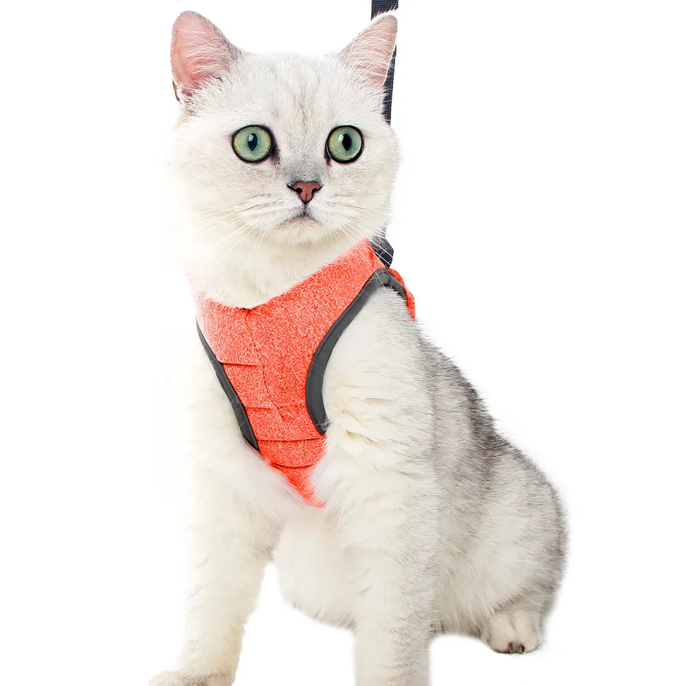 A light gray and white cat wearing an orange escape-proof harness.