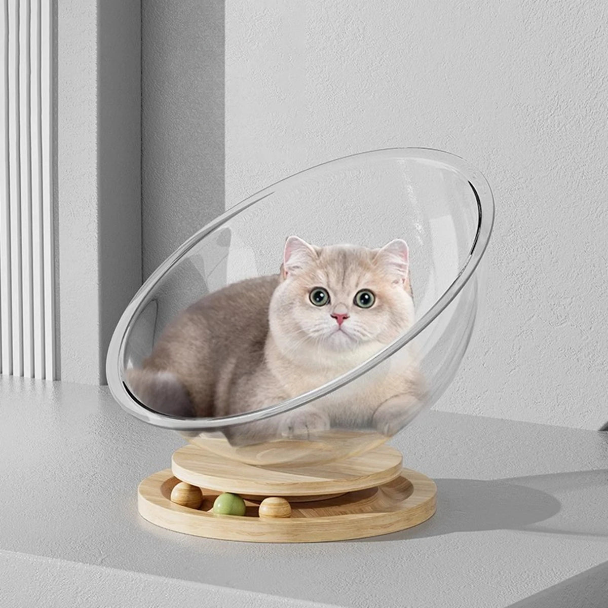 Ein flauschiger hellgrauer Kater ruht in einer klaren Glaskapsel auf einem Holzständer.