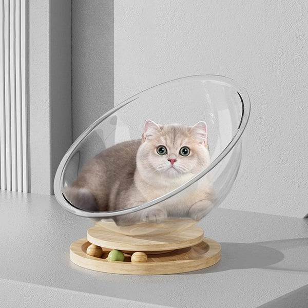 A fluffy light gray cat is resting inside a clear glass capsule on a wooden stand.