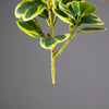 Artificial Heart-Leaf Ficus Plant with Green Leaves