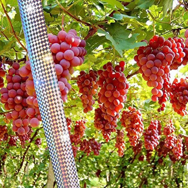 Clusters of red grapes hanging from a vine under bright sunlight, with reflective tape visible in the foreground.