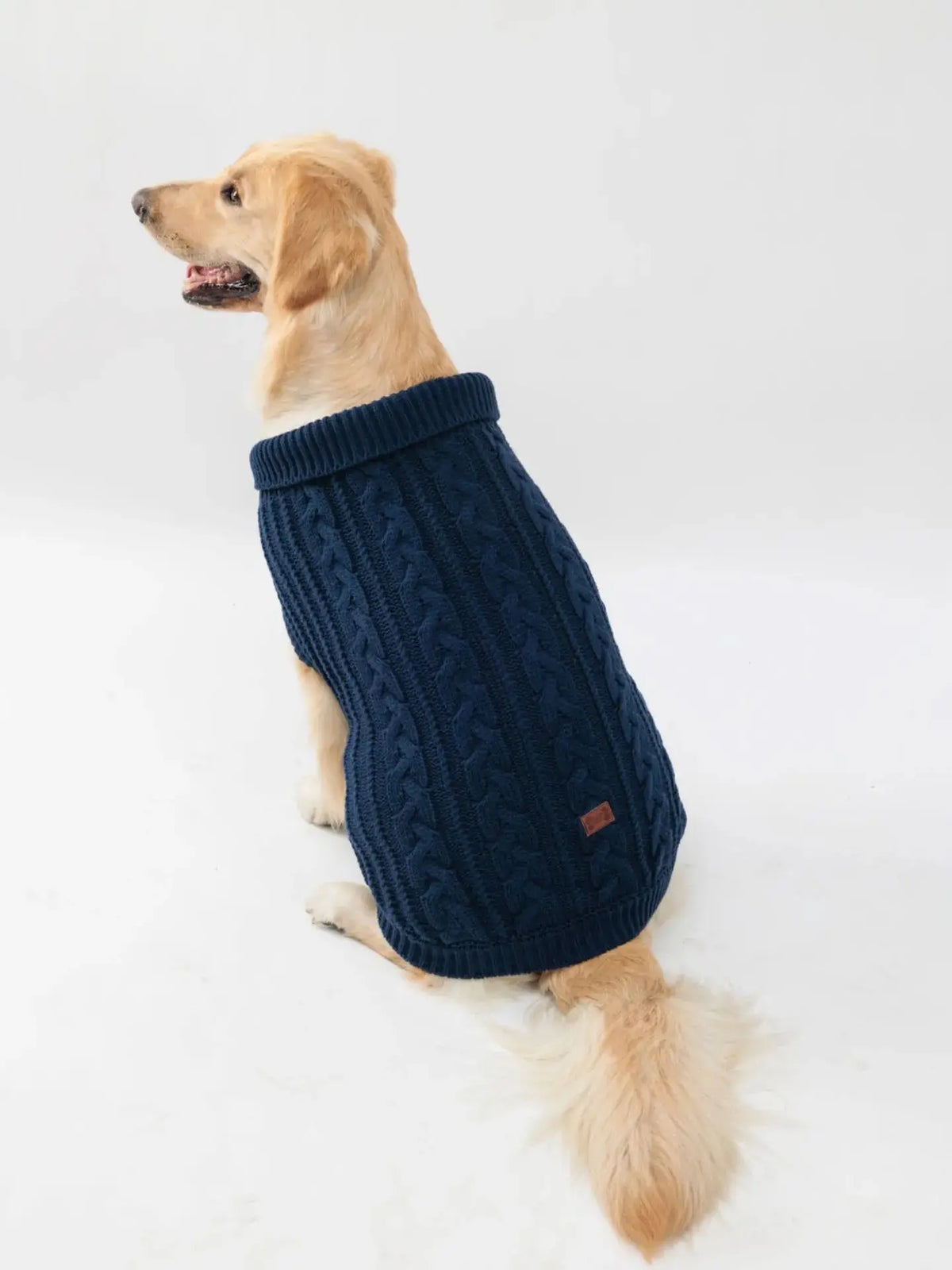 A golden retriever wearing a navy blue knitted dog sweater.