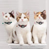 Three domestic cats wearing black and orange adjustable collars with airtag holders and bells