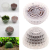 Esferas de Plantación de Musgo para Acuarios (Set de 2)