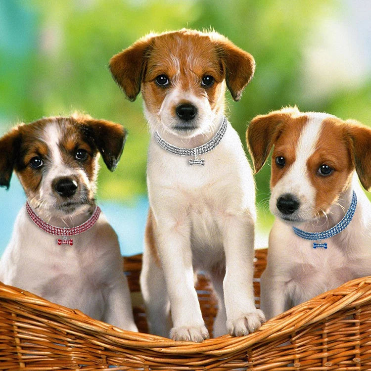 Three small brown and white dogs sitting in a wicker basket wearing crystal rhinestone dog collars