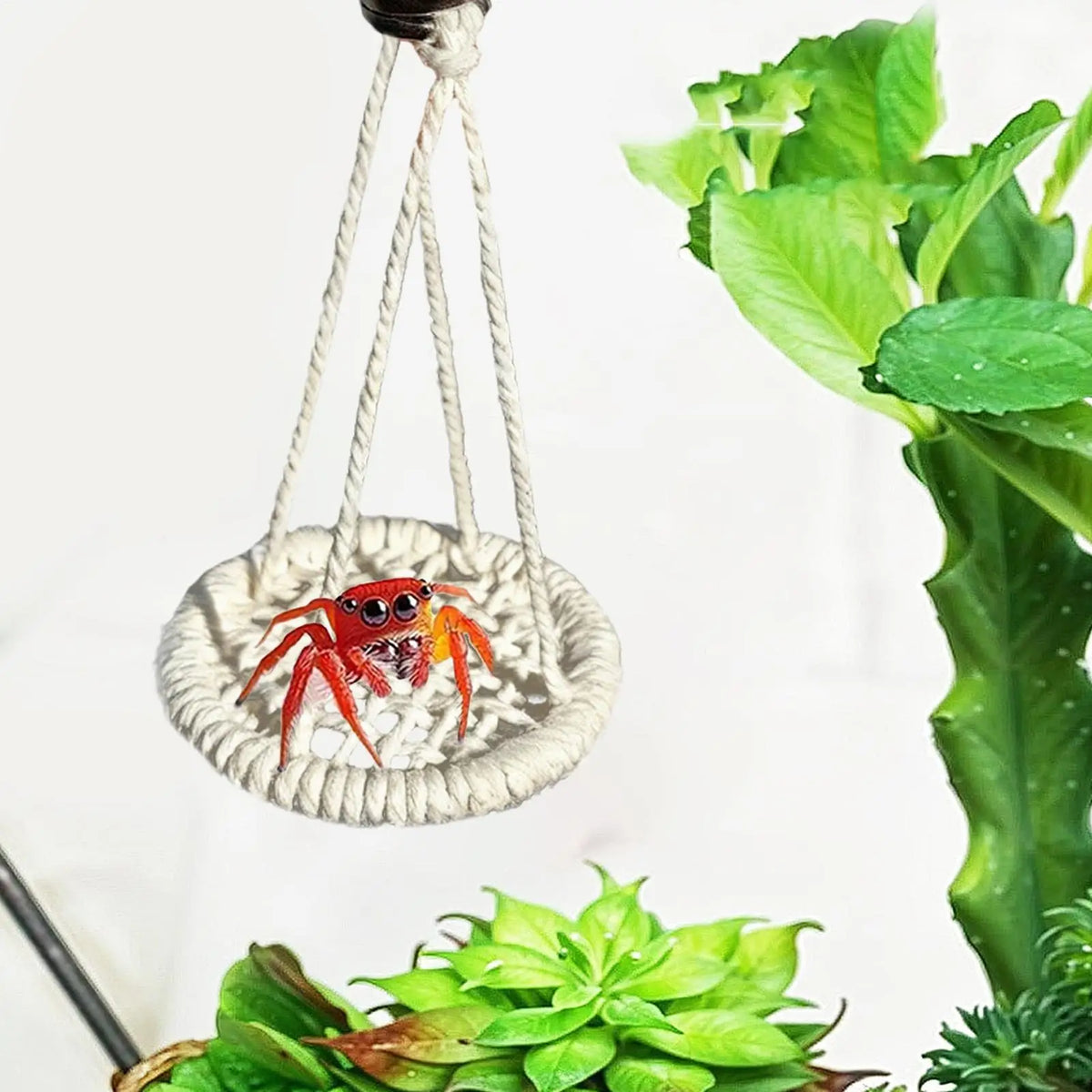 Une araignée sauteuse suspendue d'un pont de fibres naturelles dans un habitat végétal.