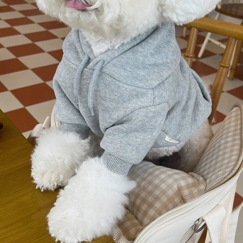 Un chien blanc portant un pull en polaire gris clair, assis sur une surface en bois.